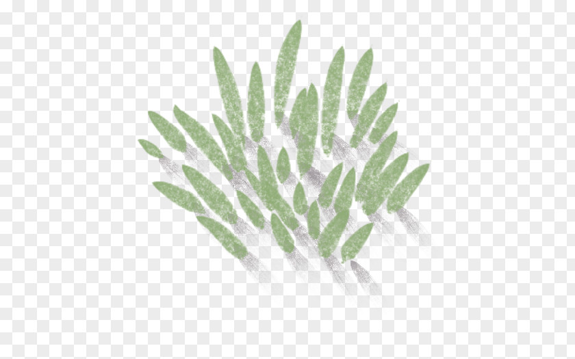 Leaf Plant Stem PNG