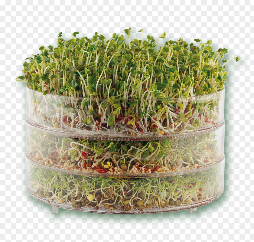 Seed Germination Sprouting Microgreen Herb Food PNG
