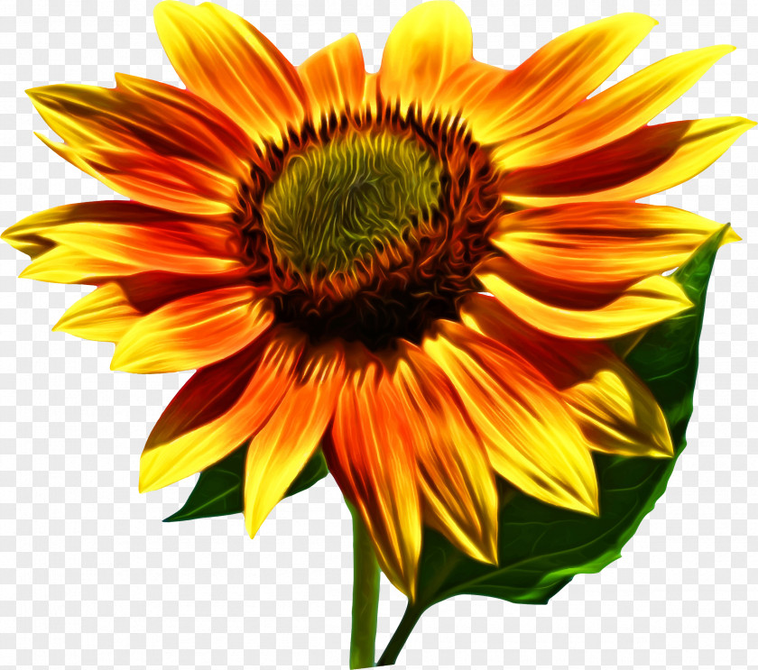 Sunflower Leaf Clip Art Common Image Openclipart PNG