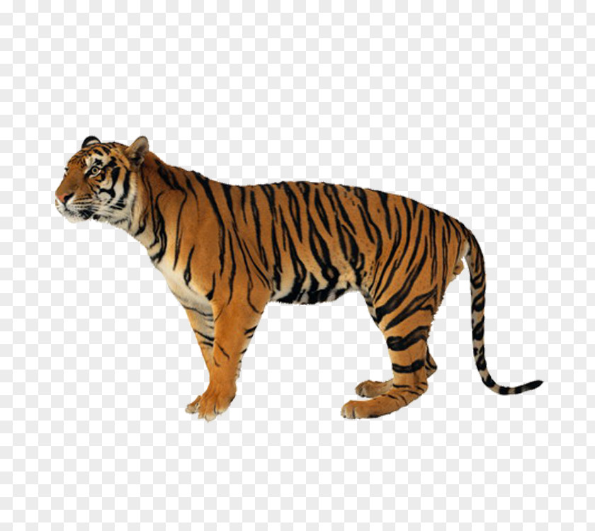 Tiger Lion Leopard Felidae Cat PNG