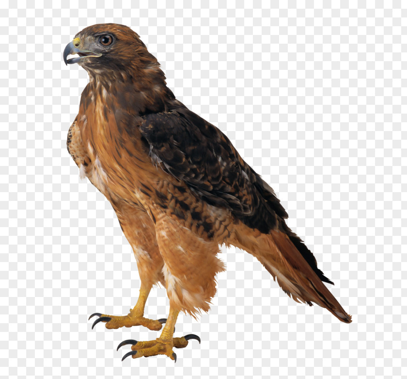 Falcon Bald Eagle Download Clip Art PNG