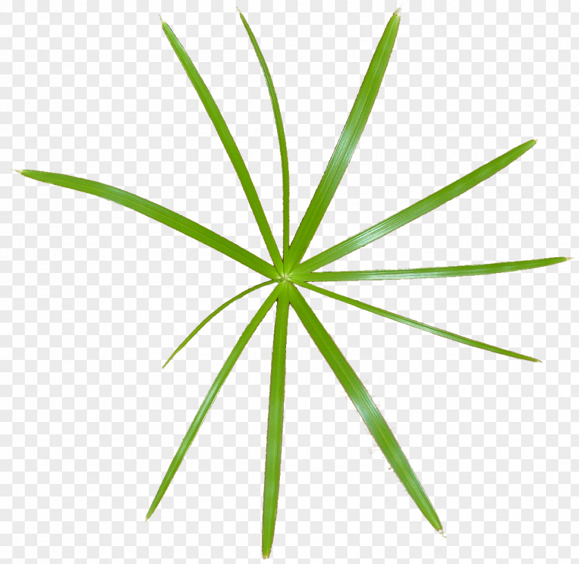 Leaf Grasses Plant Stem PNG