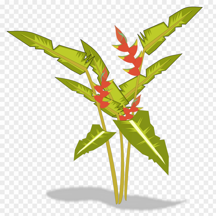 PARADİSE Bird Of Paradise Flower Heliconia Psittacorum Plant Clip Art PNG