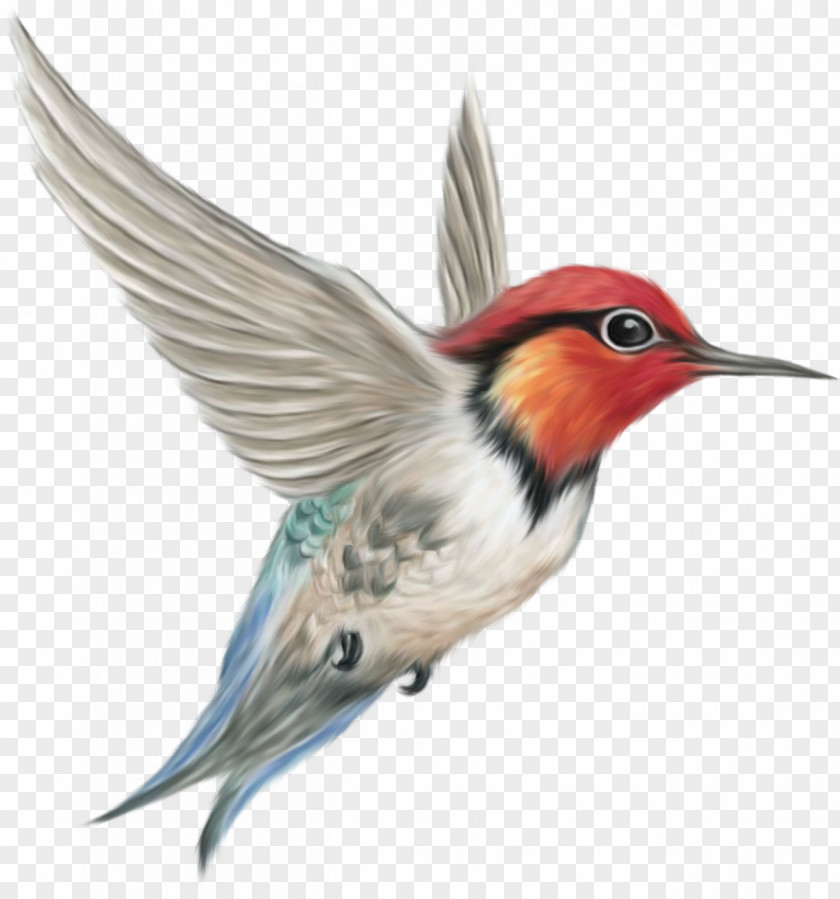 Renders Oiseau Hummingbird Clip Art PNG