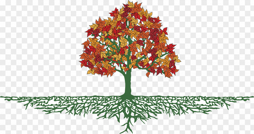 Tree Root Maple Branch PNG