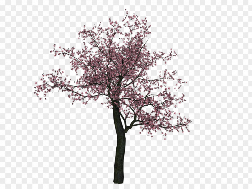Cherry Tree Image Blossom PNG