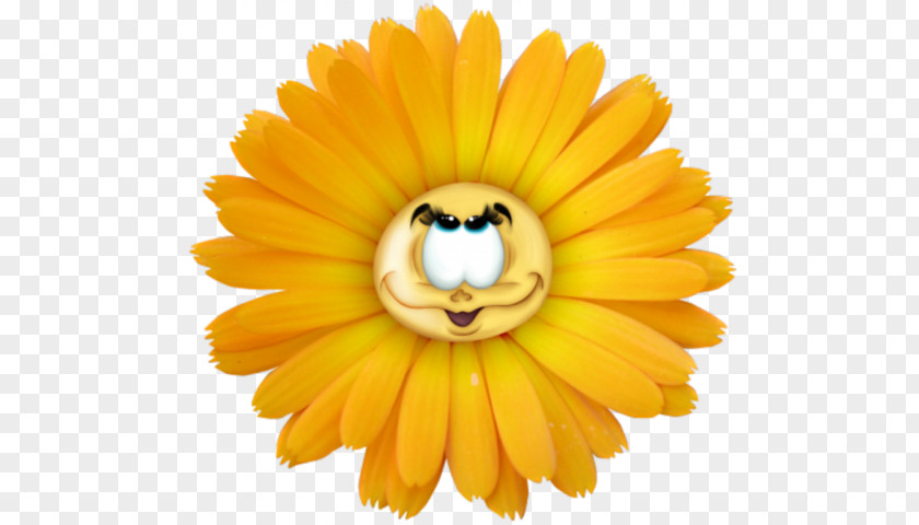 Common Daisy Flower Clip Art PNG