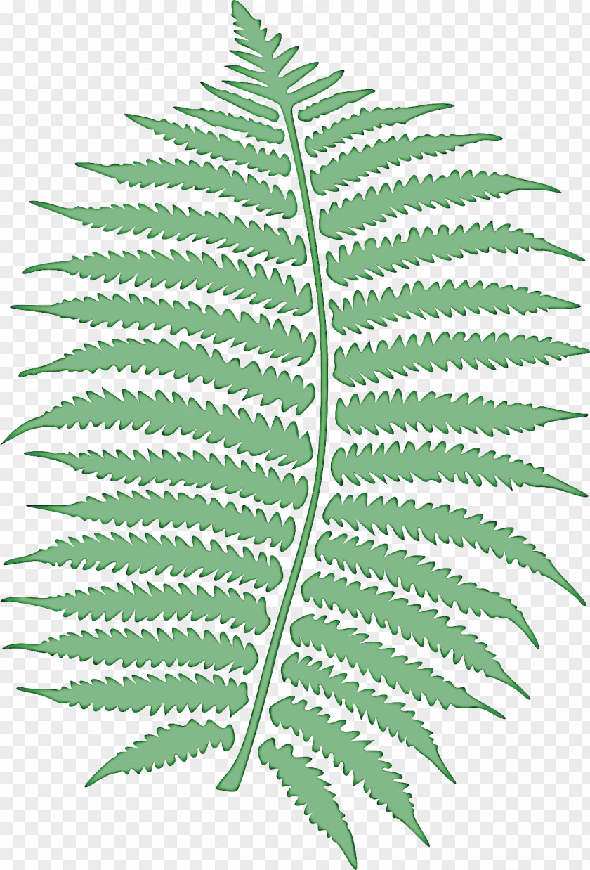 Fern PNG