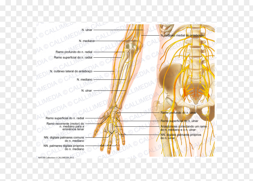 Hand Forearm Nerve Human Anatomy Elbow PNG