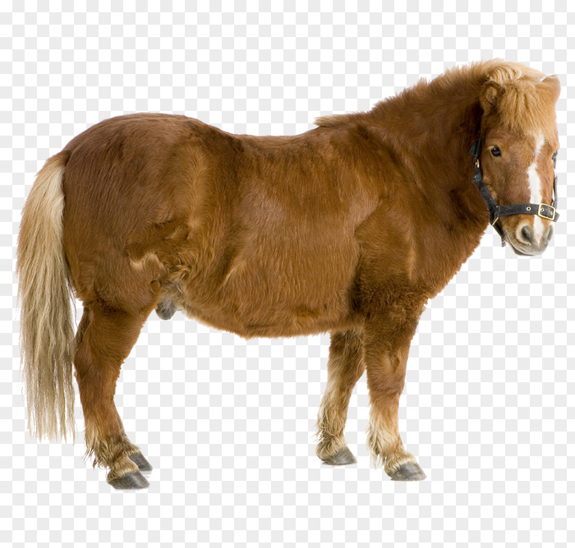 Mustang Shetland Pony Pack Animal Stallion PNG