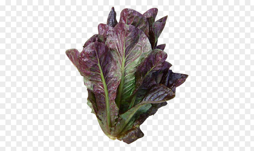 Salad Lettuce Growing Romaine Iceberg Red Leaf Blue Tomato PNG