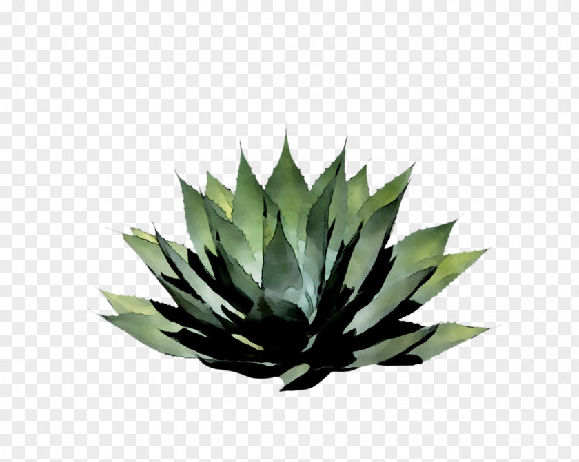 Agave Tequilana Nectar Aloe Vera Leaf PNG