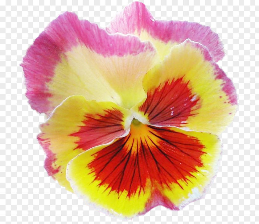 Pansy Annual Plant Herbaceous PNG