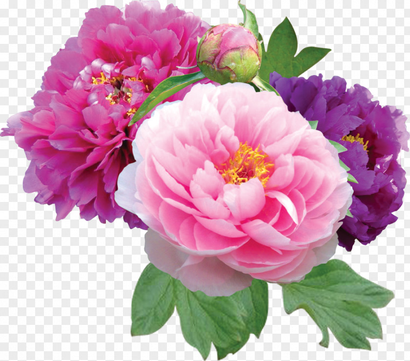 Peonies File Peony Flower Shop Clip Art PNG