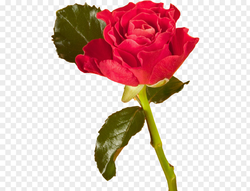 Rose Garden Roses Desktop Wallpaper Clip Art PNG