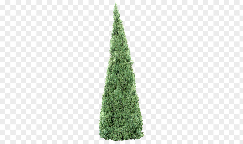 Tree Spruce Treelet Fir Pine PNG