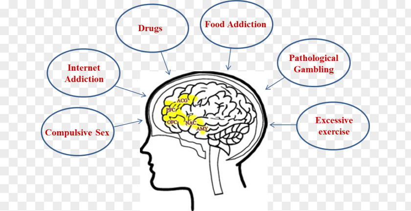 Binge Eating Brain Amygdala Addictive Behavior Addiction Anterior Cingulate Cortex PNG