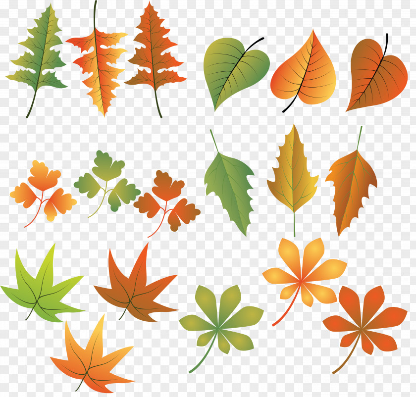 Parasol Autumn Leaf Color Drawing PNG