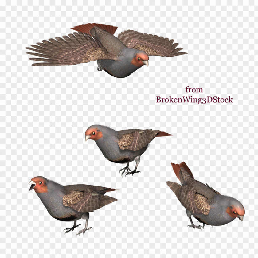 Bird Drawing DeviantArt PNG
