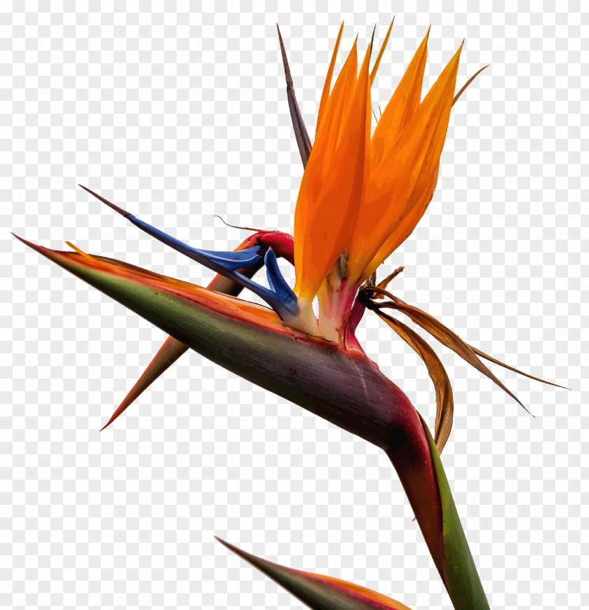 Bird Of Paradise Flower Photograph Graphics Illustration Royalty-free Santa Maria Di Castellabate PNG