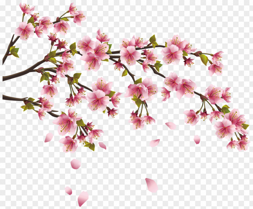 Cherry Blossom Wall Decal Sticker Branch PNG