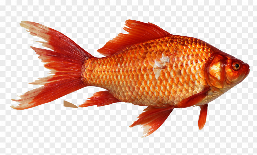 Fish Goldfish Carp Fishing PNG