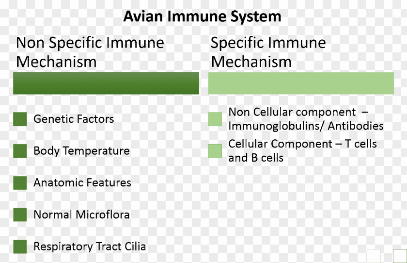 Immune System Avian Adaptive Immunity Gut Flora PNG