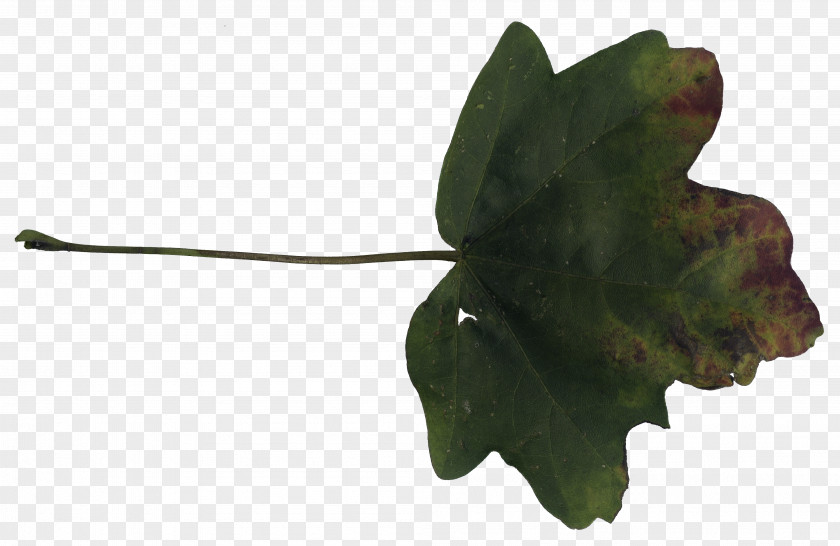 Leaf Texture Download Plant Stem Tree PNG
