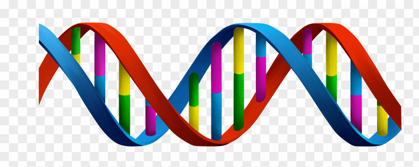 Biology DNA Nucleic Acid Double Helix Cell PNG