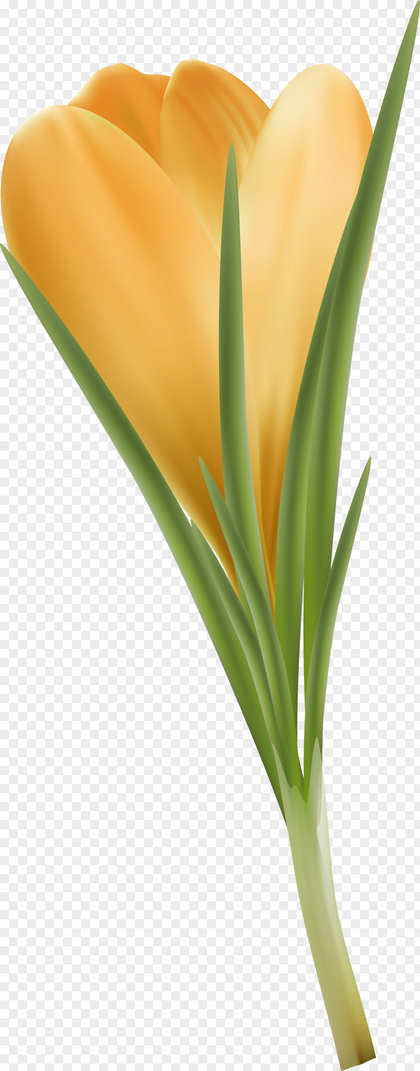 Crocus Cut Flowers Plant Stem Petal Lilium PNG