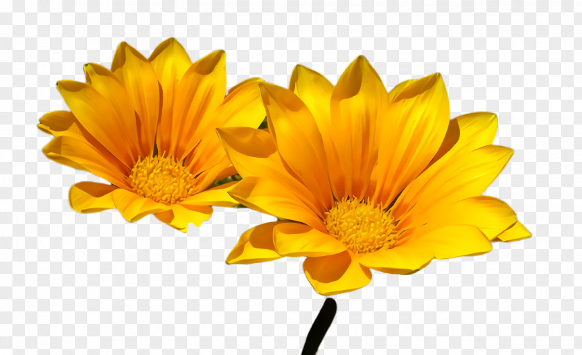 Gazania Gerbera Orange PNG