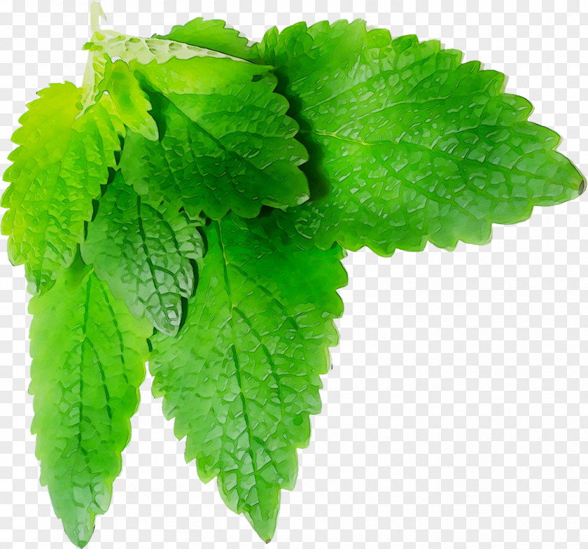 Lemon Balm ESTX BA.RES.30-15 NR DL Odeur De Vie Opgiet Herbalism Leaf PNG