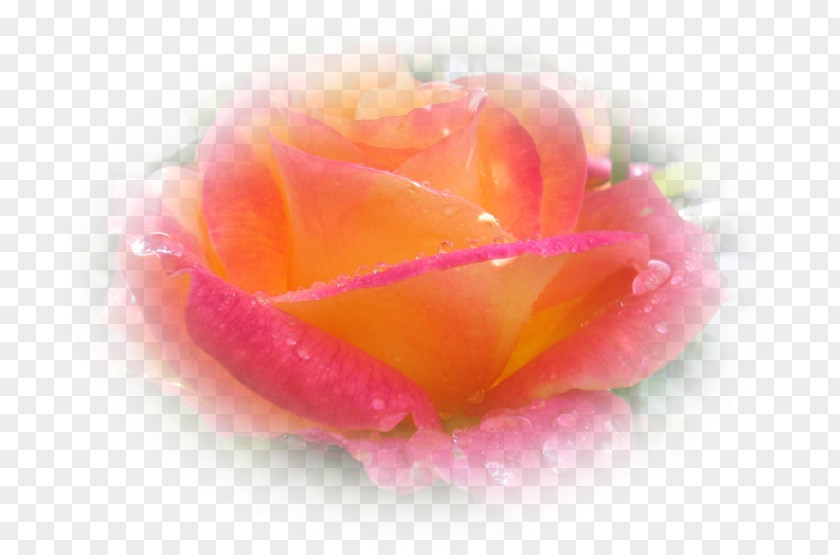 Medicine Tablet Garden Roses Cabbage Rose Petal Close-up PNG