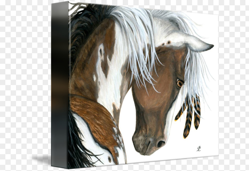 Painted Horse American Paint Mustang Pony Mane Quarter PNG