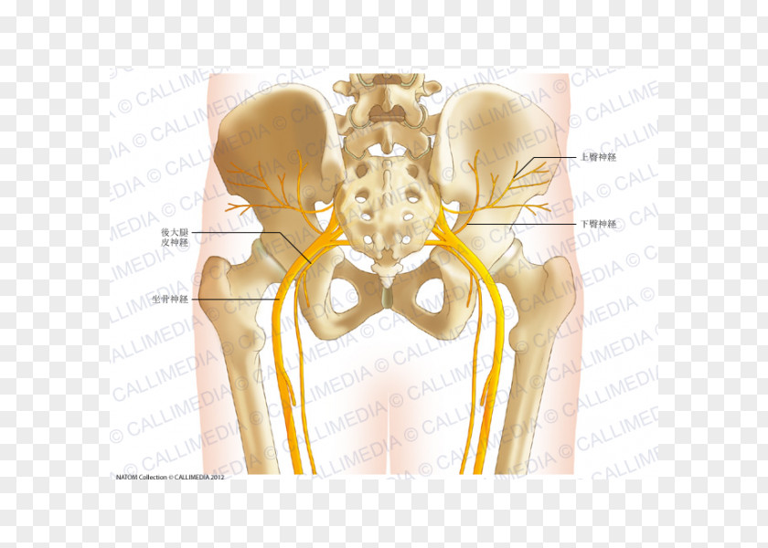 Pelvis Anatomy Human Skeleton Hip Bone Body PNG