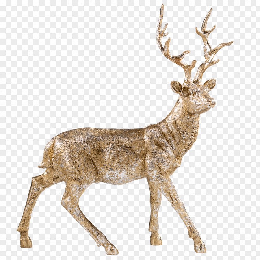 Reindeer White-tailed Deer Elk Antler PNG