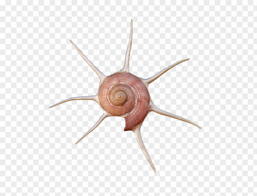 A Conch Shell Snail Gastropods Slug PNG