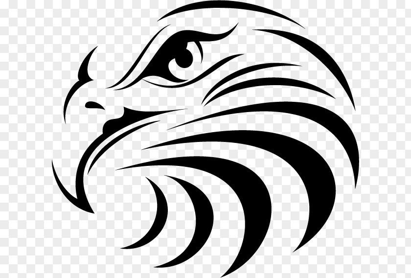 Eagle Head Bald Manly Warringah Sea Eagles White-tailed Clip Art PNG