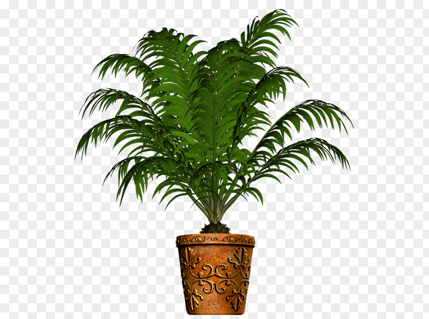 Ferns And Horsetails Date Palm Tree Leaf PNG
