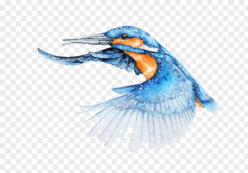 Kingfisher Wings Fly Bird Watercolor Painting Architect Illustrator PNG