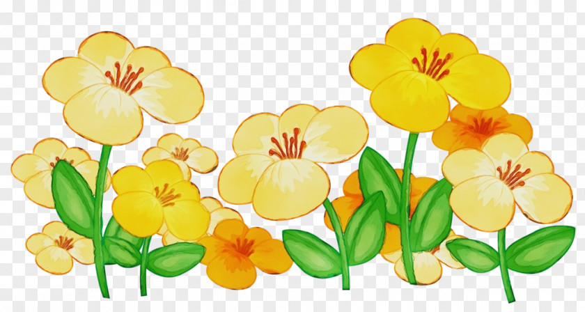 Narcissus Wildflower Watercolor Flower Background PNG