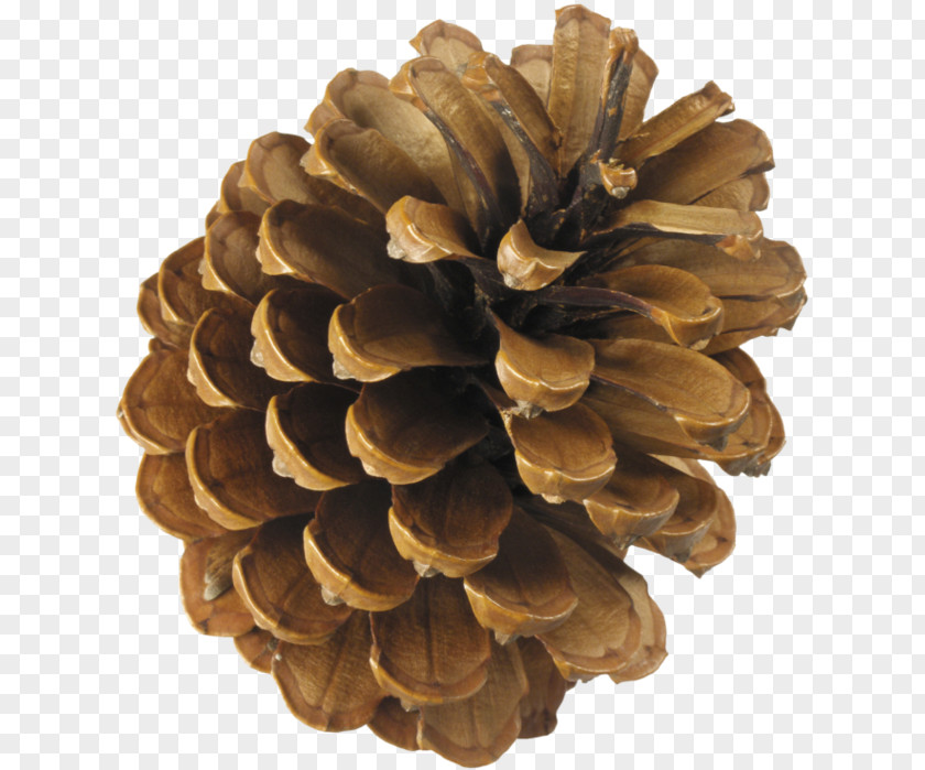 Noel Baba Resimleri Conifer Cone Pine Spruce Auglis PNG