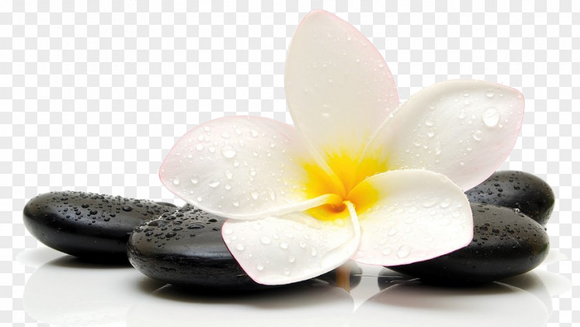 Plumeria Massage Therapy Relaxation Reflexology PNG