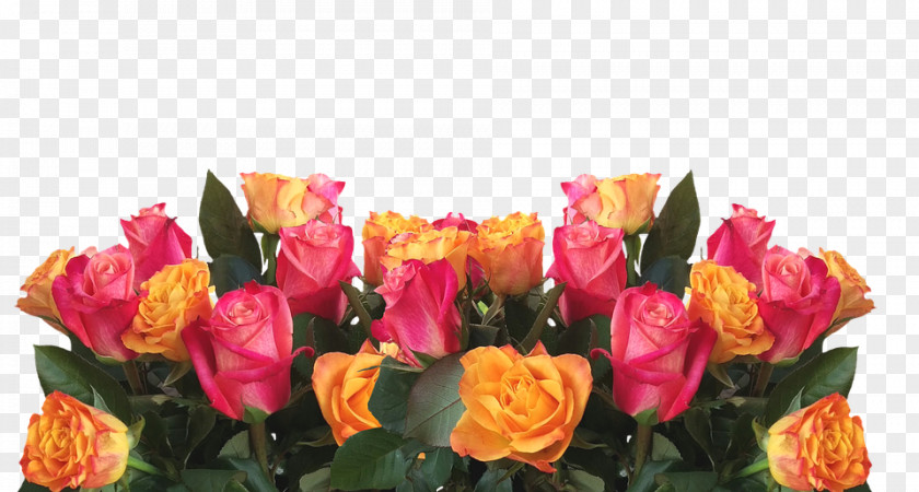 Rose Garden Roses Flower Color Pink PNG