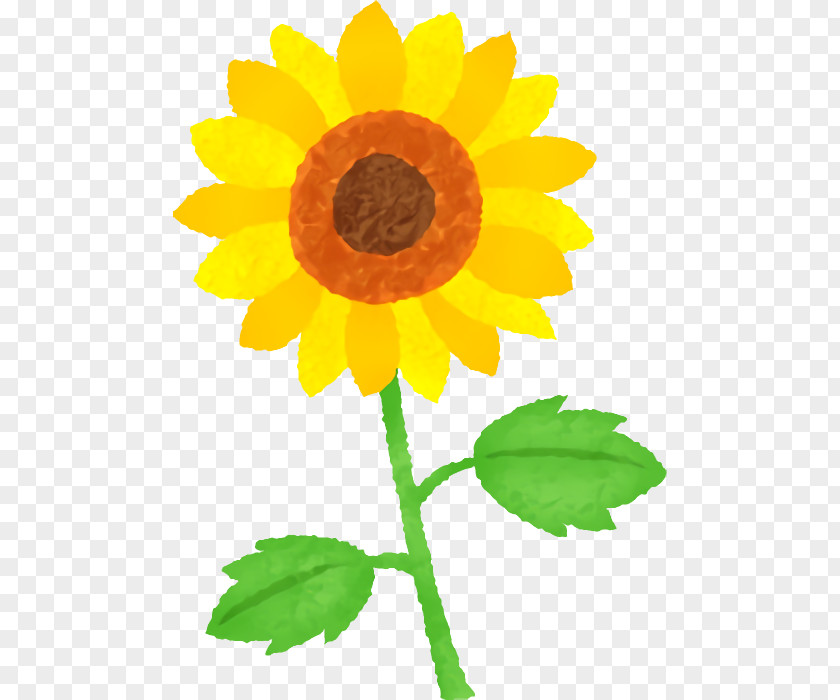 Sunflower PNG