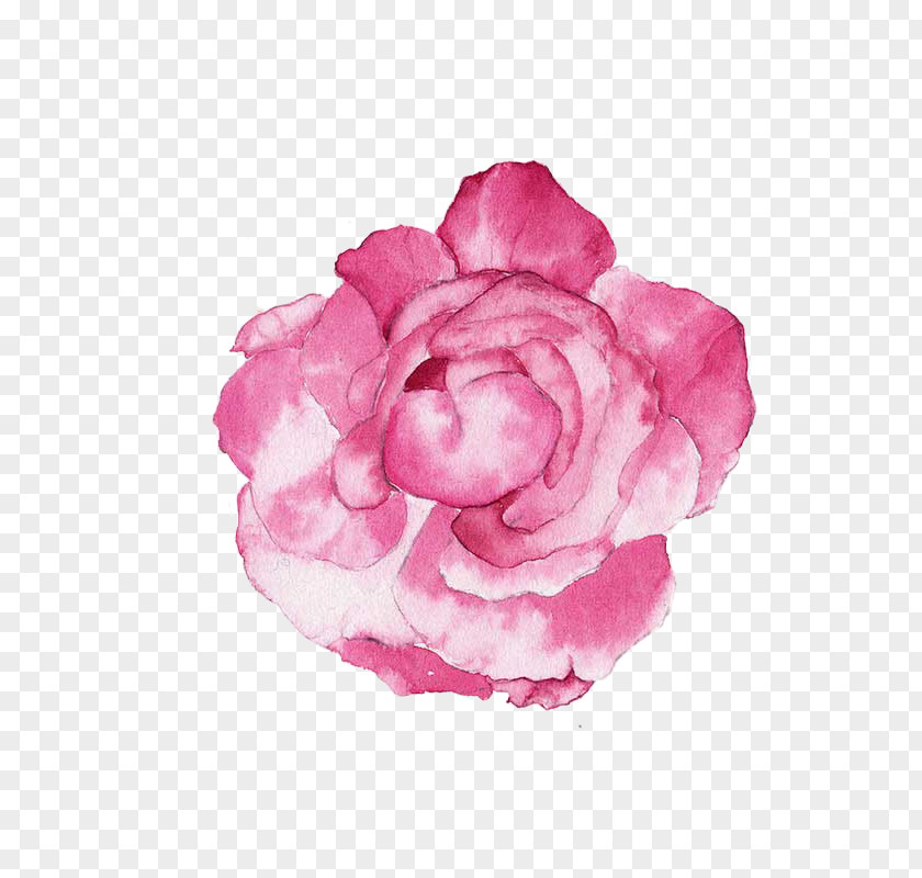 Watercolor Pink Peony Watercolour Flowers Painting Illustration PNG
