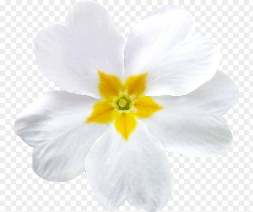 White Primrose Clip Art Image Photograph PNG