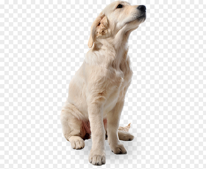 Dogs PNG clipart PNG