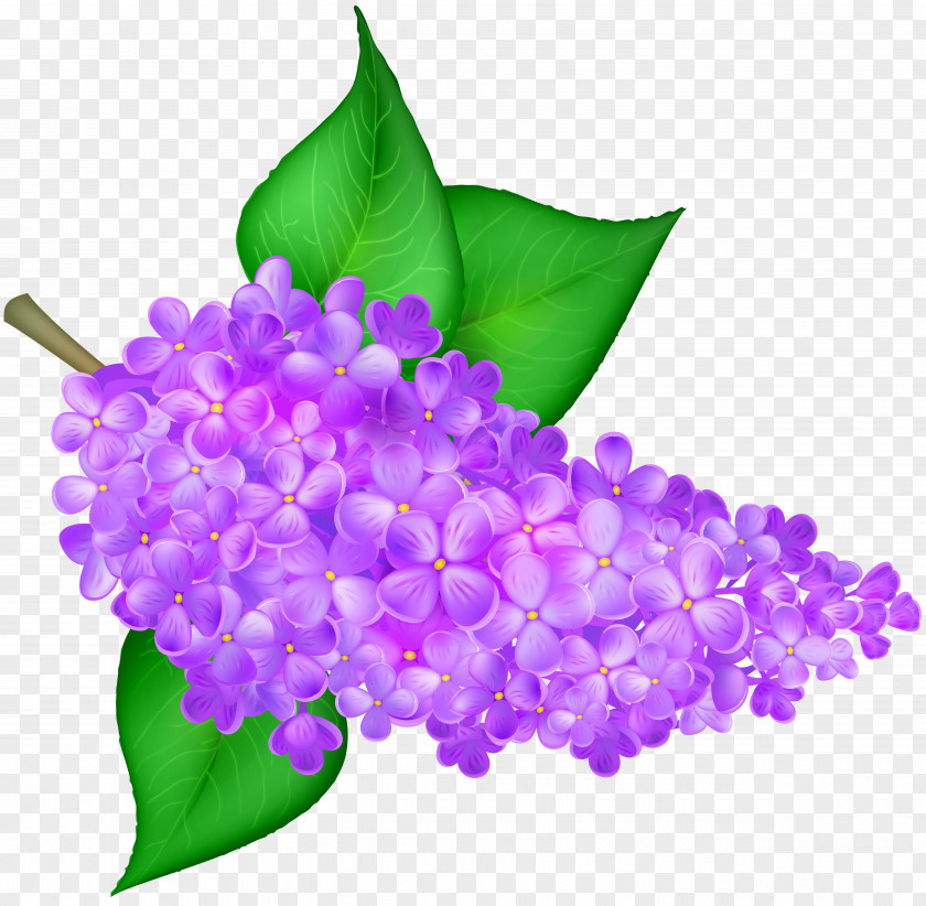 Lilac Flower Transparent Clip Art Image PNG