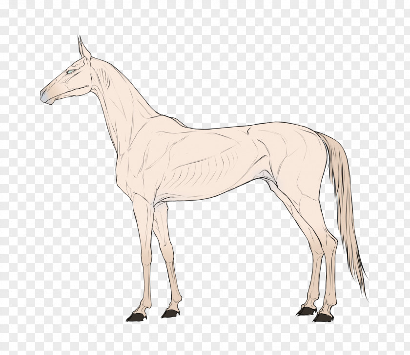 Mustang Mule Foal Stallion Mare Colt PNG